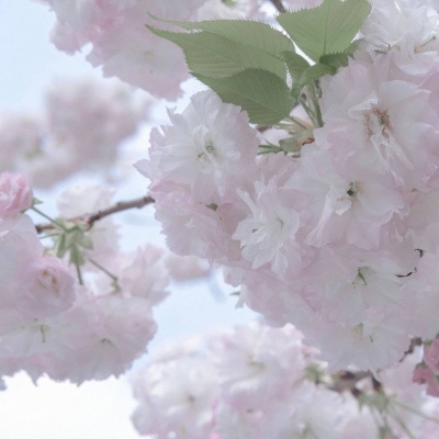 兽设草原场景绘制福瑞群